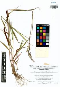Eriochloa villosa (Thunb.) Kunth, Siberia, Baikal & Transbaikal region (S4) (Russia)