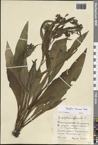 Symphytum tanaicense Steven, Eastern Europe, Eastern region (E10) (Russia)