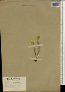 Helichrysum plicatum, South Asia, South Asia (Asia outside ex-Soviet states and Mongolia) (ASIA) (Turkey)