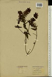 Melampyrum, Eastern Europe, Moscow region (E4a) (Russia)