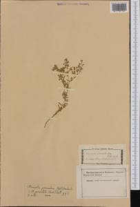 Rhodalsine geniculata (Poir.) F. N. Williams, Western Europe (EUR) (Not classified)