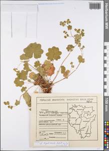 Alchemilla argutiserrata H. Lindb. ex Juz., Eastern Europe, Eastern region (E10) (Russia)