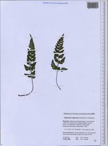 Asplenium adiantum-nigrum subsp. woronowii (Christ) Fraser-Jenk., Siberia, Baikal & Transbaikal region (S4) (Russia)