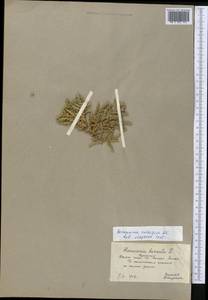 Herniaria hirsuta L., Middle Asia, Kopet Dag, Badkhyz, Small & Great Balkhan (M1) (Turkmenistan)