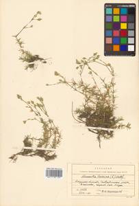 Pseudocherleria laricina (L.) Dillenb. & Kadereit, Siberia, Russian Far East (S6) (Russia)