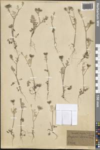 Caucalis platycarpos L., Crimea (KRYM) (Russia)