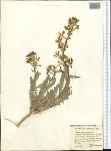 Matthiola fragrans (Fisch.) Bunge, Middle Asia, Syr-Darian deserts & Kyzylkum (M7) (Kazakhstan)