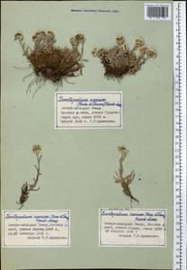 Leontopodium nanum (Hook. fil. & Thomson) Hand.-Mazz., Middle Asia, Pamir & Pamiro-Alai (M2) (Tajikistan)