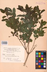 Lonicera nigra L., Eastern Europe, West Ukrainian region (E13) (Ukraine)