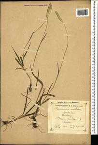 Phleum pratense L., Caucasus, Georgia (K4) (Georgia)