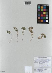 KUZ 000 740, Trifolium eximium DC., Siberia, Altai & Sayany Mountains (S2) (Russia)