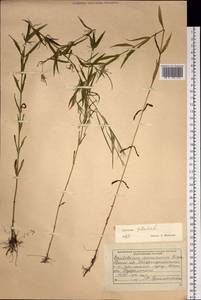 Epilobium palustre L., Siberia, Russian Far East (S6) (Russia)