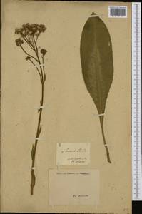 Senecio doria L., Western Europe (EUR) (Italy)