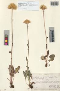 Klasea marginata (Tausch) Kitag., Siberia, Altai & Sayany Mountains (S2) (Russia)