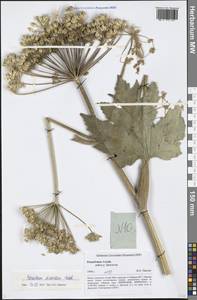 Heracleum dissectum Ledeb., Siberia, Altai & Sayany Mountains (S2) (Russia)