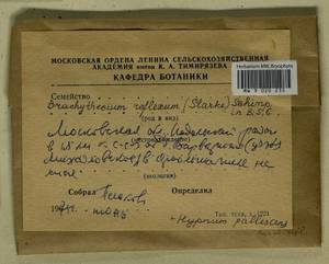 Jochenia pallescens (Hedw.) Hedenäs, Schlesak & D. Quandt, Bryophytes, Bryophytes - Moscow City & Moscow Oblast (B6a) (Russia)