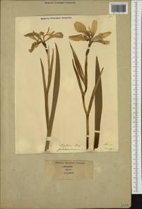 Iris foetidissima L., Western Europe (EUR) (Italy)