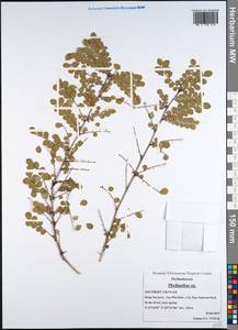 Phyllanthus, South Asia, South Asia (Asia outside ex-Soviet states and Mongolia) (ASIA) (Vietnam)