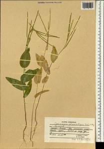 Conringia planisiliqua Fisch. & C.A. Mey., South Asia, South Asia (Asia outside ex-Soviet states and Mongolia) (ASIA) (Afghanistan)