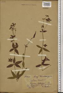 Galium boreale L., Siberia, Russian Far East (S6) (Russia)