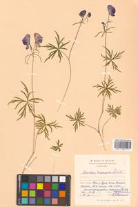 Aconitum kuzenevae Vorosch., Siberia, Russian Far East (S6) (Russia)