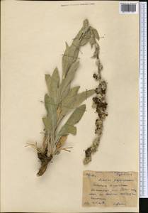 Verbascum songaricum Schrenk, Middle Asia, Northern & Central Tian Shan (M4) (Kyrgyzstan)