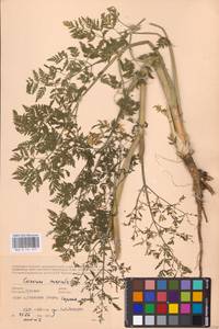 Conium maculatum L., Eastern Europe, Central forest-and-steppe region (E6) (Russia)