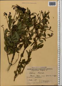 Ligustrum vulgare L., Caucasus, Georgia (K4) (Georgia)