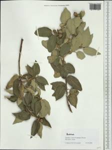 Quercus, Western Europe (EUR) (Greece)
