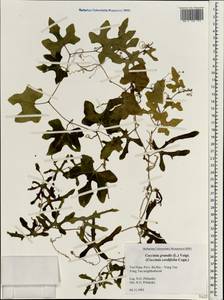 Coccinia grandis (L.) Voigt, South Asia, South Asia (Asia outside ex-Soviet states and Mongolia) (ASIA) (Vietnam)