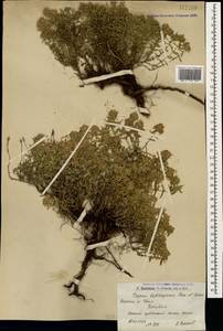 Thymus kotschyanus Boiss. & Hohen., Caucasus, Armenia (K5) (Armenia)