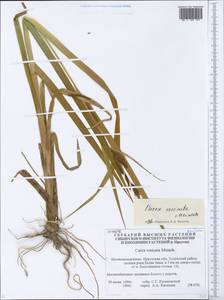 Carex vesicata Meinsh., Siberia, Baikal & Transbaikal region (S4) (Russia)