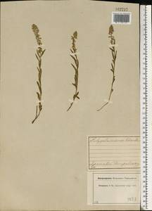 Polygala comosa Schkuhr, Eastern Europe, Central forest region (E5) (Russia)