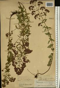 Origanum vulgare L., Eastern Europe, Central forest-and-steppe region (E6) (Russia)