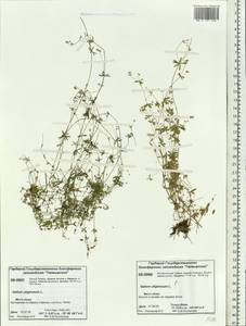 Galium uliginosum L., Siberia, Central Siberia (S3) (Russia)