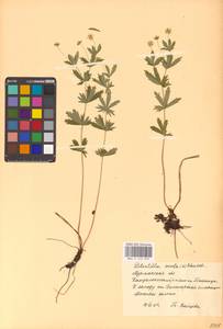 Potentilla erecta (L.) Raeusch., Eastern Europe, Northern region (E1) (Russia)