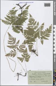 Gymnocarpium robertianum (Hoffm.) Newman, Middle Asia, Pamir & Pamiro-Alai (M2) (Tajikistan)