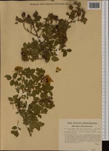 Rosa canina L., Western Europe (EUR) (Austria)