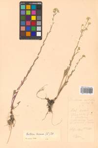 Berteroa incana (L.) DC., Siberia, Russian Far East (S6) (Russia)