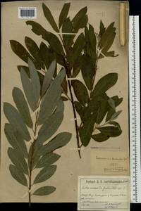 Salix cinerea × viminalis, Eastern Europe, Moscow region (E4a) (Russia)