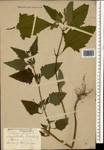 Sigesbeckia orientalis L., Caucasus, Black Sea Shore (from Novorossiysk to Adler) (K3) (Russia)