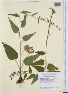 Campanula rapunculoides L., Western Europe (EUR) (Bulgaria)