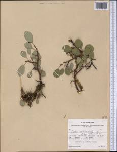 Salix reticulata L., America (AMER) (United States)