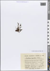 Saxifraga hyperborea R.Br., Siberia, Chukotka & Kamchatka (S7) (Russia)