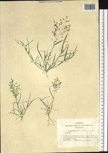 Eragrostis minor Host, Siberia, Altai & Sayany Mountains (S2) (Russia)