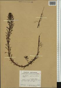 Myriophyllum aquaticum (Vellozo) Verdcourt, Western Europe (EUR) (Portugal)