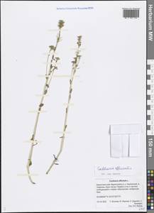 Cochlearia officinalis L., Siberia, Chukotka & Kamchatka (S7) (Russia)