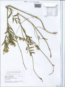 Onobrychis arenaria subsp. arenaria, Crimea (KRYM) (Russia)