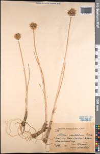 Allium atrosanguineum var. atrosanguineum, Mongolia (MONG) (Mongolia)