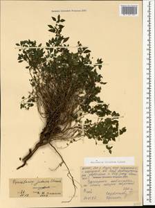 Parietaria judaica L., Caucasus, North Ossetia, Ingushetia & Chechnya (K1c) (Russia)